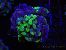 WYSIWYG Euphyllia paraancora (Elevage Recifathome) 23G3