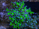 WYSIWYG Euphyllia paradivisa Green/Blue Tips (Elevage Recifathome) 23A