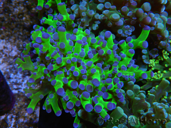 WYSIWYG Euphyllia paradivisa Green/Blue Tips (Elevage Recifathome) 23A