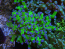 WYSIWYG Euphyllia paradivisa Green/Blue Tips (Elevage Recifathome) 23A2