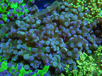 WYSIWYG Euphyllia paradivisa (Cría Recifathome) 10A5