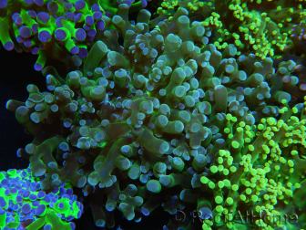 WYSIWYG Euphyllia paradivisa (Cría Recifathome) 10A5