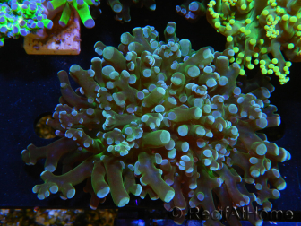 WYSIWYG Euphyllia paradivisa (Recifathome Breeding) 10A5