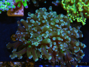 WYSIWYG Euphyllia paradivisa (Elevage Recifathome) 23A6
