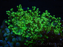 WYSIWYG Euphyllia paradivisa (Allevamento Recifathome) 10A5