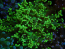 WYSIWYG Euphyllia paradivisa (Zucht Recifathome) 10A5