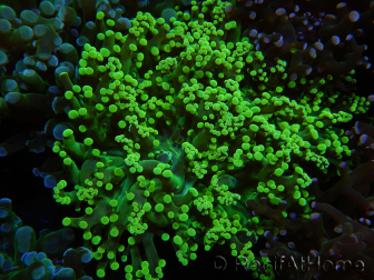 WYSIWYG Euphyllia paradivisa (Elevage Recifathome) 23B3