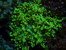 WYSIWYG Euphyllia paradivisa (Allevamento Recifathome) 10A5