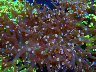 WYSIWYG Euphyllia paradivisa (Allevamento Recifathome) 10A5