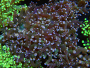 WYSIWYG Euphyllia paradivisa (Allevamento Recifathome) 10A5