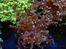 WYSIWYG Euphyllia paradivisa (Recifathome Breeding) 10A5