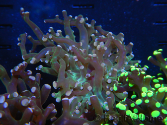 WYSIWYG Euphyllia paradivisa (Elevage Recifathome) 10A5