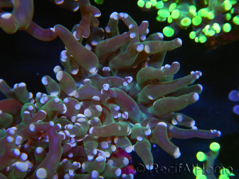 WYSIWYG Euphyllia paradivisa (Elevage Recifathome) 10A5