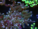 WYSIWYG Euphyllia paradivisa (Elevage Recifathome) 23C2