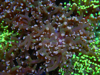 WYSIWYG Euphyllia paradivisa (Zucht Recifathome) 10A5