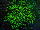WYSIWYG Euphyllia paradivisa (Cría Recifathome) 10A5