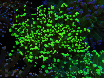 WYSIWYG Euphyllia paradivisa (Elevage Recifathome) 10A5