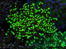 WYSIWYG Euphyllia paradivisa (Zucht Recifathome) 10A5