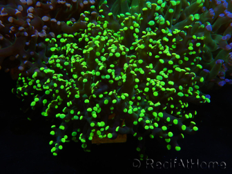 WYSIWYG Euphyllia paradivisa (Recifathome Breeding) 10A5