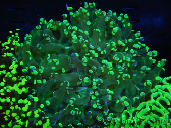 WYSIWYG Euphyllia paradivisa (Elevage Recifathome) 23D1