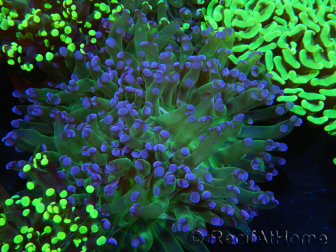 WYSIWYG Euphyllia paradivisa (Zucht Recifathome) 10A5