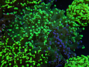 WYSIWYG Euphyllia paradivisa (Elevage Recifathome) 10A5