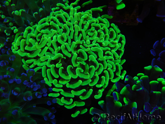 WYSIWYG Euphyllia paraancora (Zucht Recifathome) 10A5