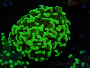 WYSIWYG Euphyllia paraancora (Allevamento Recifathome) 10A5