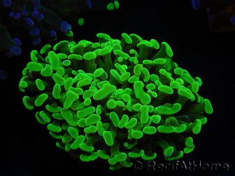 WYSIWYG Euphyllia paraancora (Allevamento Recifathome) 10A5