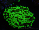 WYSIWYG Euphyllia paraancora (Elevage Recifathome) 23D6