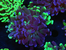 WYSIWYG Euphyllia paraancora (Elevage Recifathome) 10A5