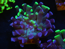 WYSIWYG Euphyllia paraancora (Allevamento Recifathome) 10A5