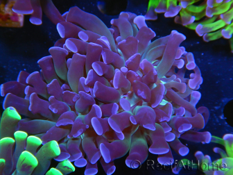 WYSIWYG Euphyllia paraancora (Zucht Recifathome) 10A5