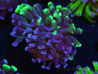 WYSIWYG Euphyllia paraancora (Elevage Recifathome) 10A5