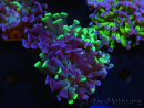 WYSIWYG Euphyllia paraancora (Allevamento Recifathome) 10A5