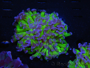 WYSIWYG Euphyllia paraancora (Elevage Recifathome) 23F1