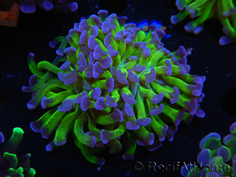 WYSIWYG Euphyllia paraancora (Zucht Recifathome) 10A5