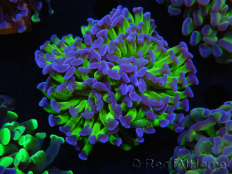 WYSIWYG Euphyllia paraancora (Elevage Recifathome) 23F3