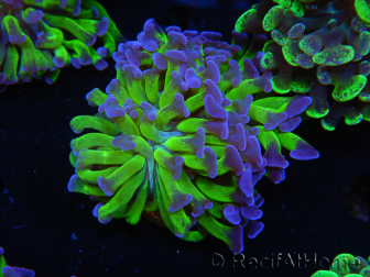 WYSIWYG Euphyllia paraancora (Elevage Recifathome) 23F4