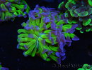 WYSIWYG Euphyllia paraancora (Recifathome Breeding) 10A5