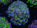 WYSIWYG Euphyllia paraancora (Allevamento Recifathome) 10A5