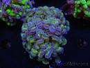 WYSIWYG Euphyllia paraancora (Zucht Recifathome) 10A5