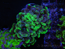 WYSIWYG Euphyllia paraancora (Allevamento Recifathome) 10A5