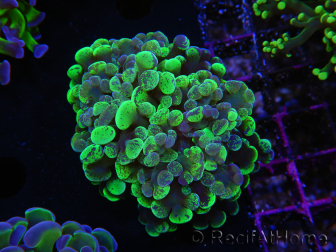WYSIWYG Euphyllia paraancora (Elevage Recifathome) 23G2