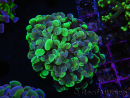 WYSIWYG Euphyllia paraancora (Recifathome Breeding) 10A5