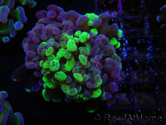 WYSIWYG Euphyllia paraancora (Cría Recifathome) 10A5