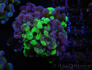 WYSIWYG Euphyllia paraancora (Zucht Recifathome) 10A5