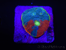 WYSIWYG - RAH Echinophyllia Blue Dream 21I6