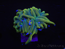 WYSIWYG RAH Euphyllia glabrescens (Cría Recifathome) 16C1