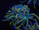 WYSIWYG RAH Euphyllia glabrescens (Zucht Recifathome) 16C1